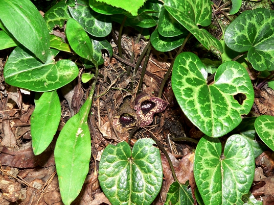 {Hexastylis shuttleworthii}